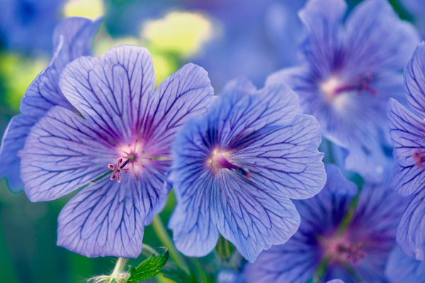 Beautiful blue geraniums require pollination in order to make gardens more attractive.