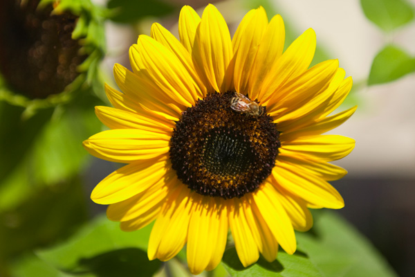 A bee pollinates a bright yellow sunflower.